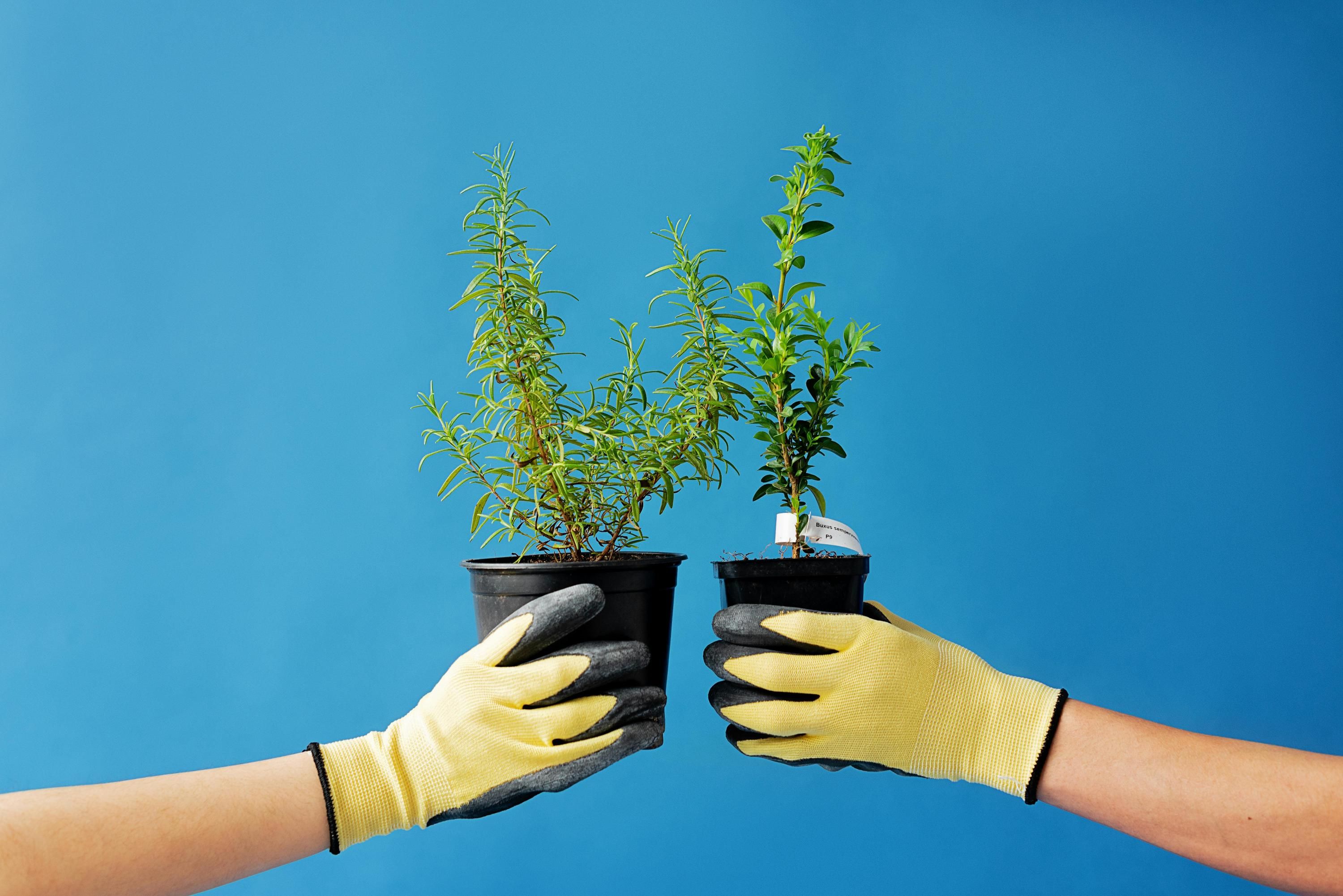 Розмарин потребує догляду Розмарин потребує догляду