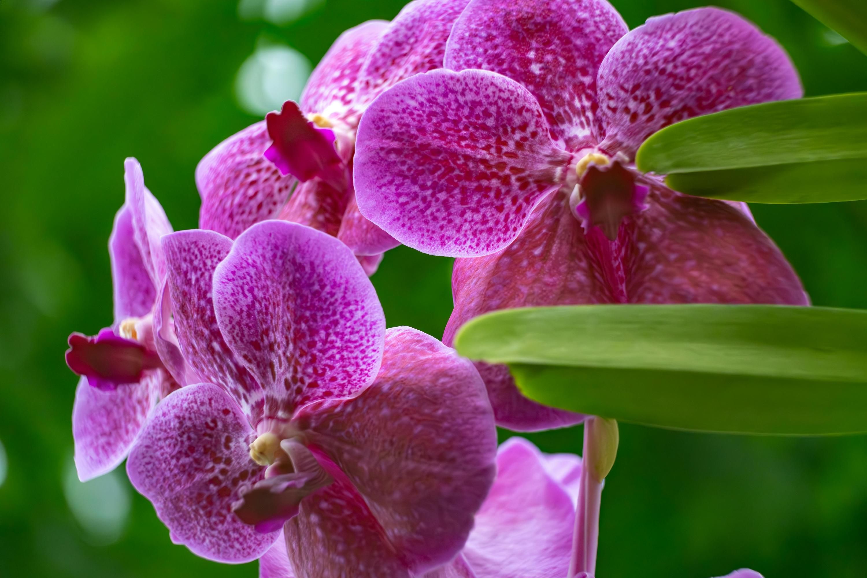 Орхидеи нуждаются в правильном поливе Орхидеи нуждаются в правильном поливе