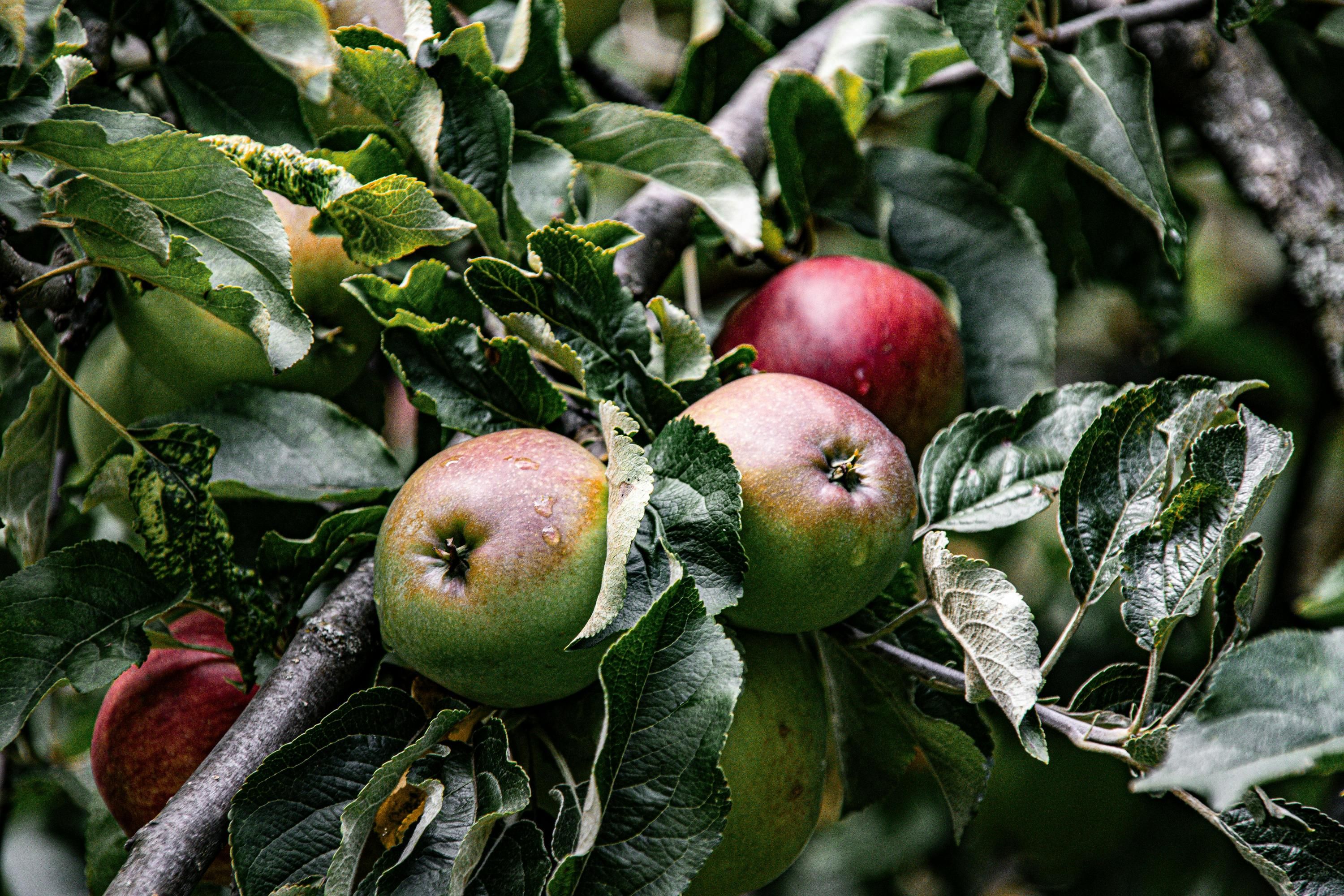 Гнилі яблука можна використати Гнилі яблука можна використати