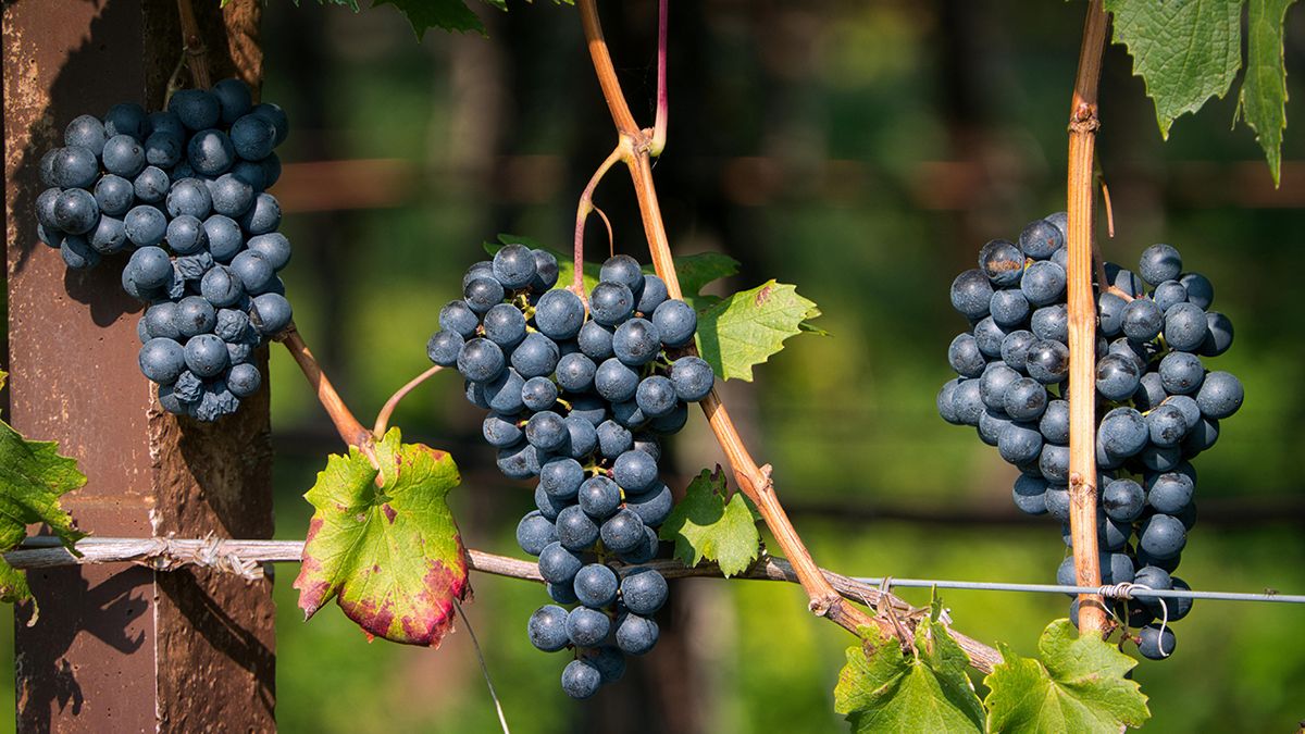 Підживлення винограду у серпні Підживлення винограду у серпні