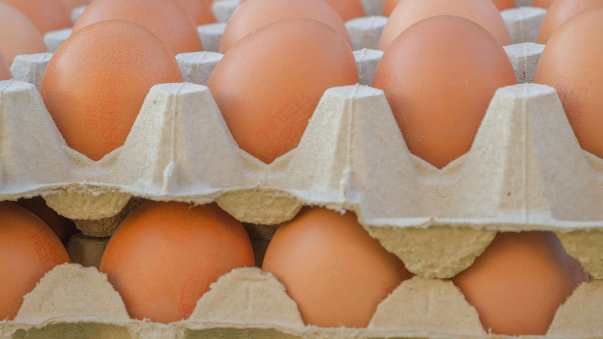 Яичные лотки полезны для огородниц Яичные лотки полезны для огородниц