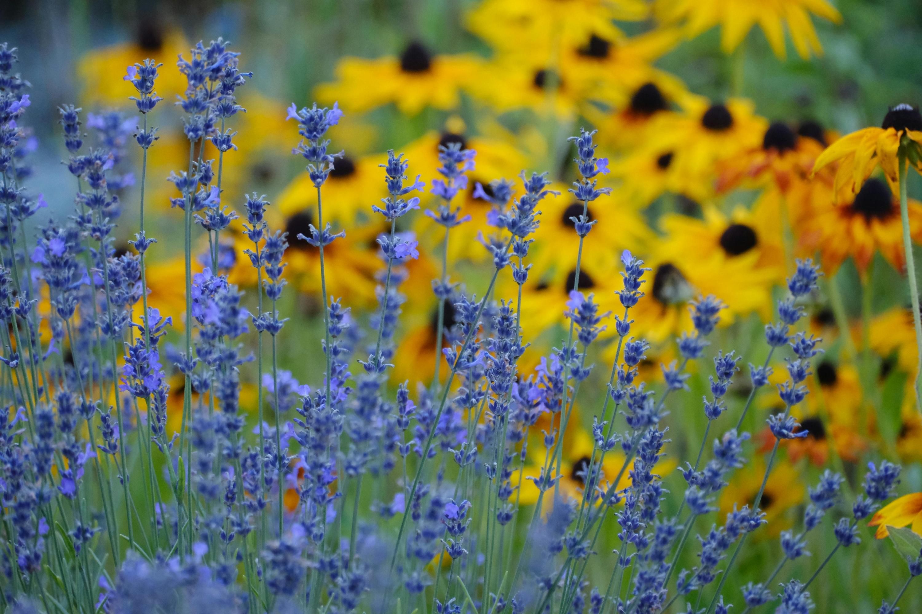 Лаванда может цвести очень пышно Лаванда может цвести очень пышно