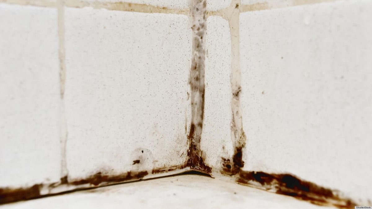 Порада, яка допоможе вивести плісняву Порада, яка допоможе вивести плісняву