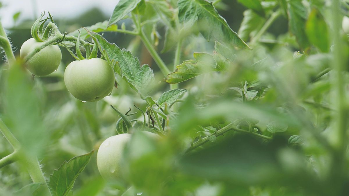 Лимонна кислота впливає на ріст помідорів Лимонна кислота впливає на ріст помідорів