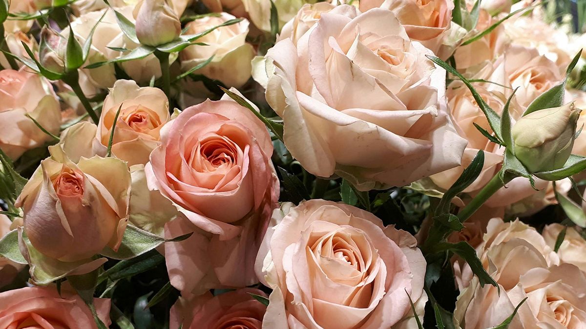 Лучшая подкормка для роз Лучшая подкормка для роз