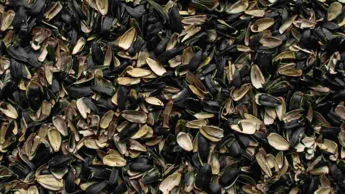 Польза шелухи подсолнечника на огороде Польза шелухи подсолнечника на огороде