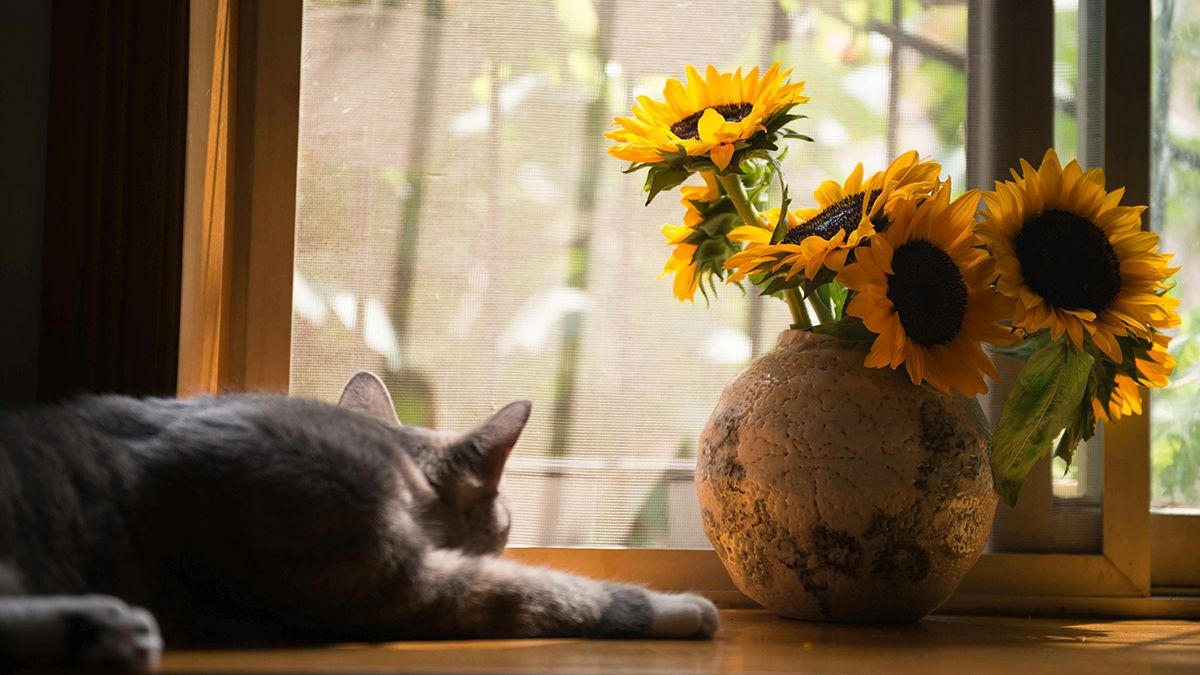 Советы, которые помогут сохранить свежесть цветов Советы, которые помогут сохранить свежесть цветов