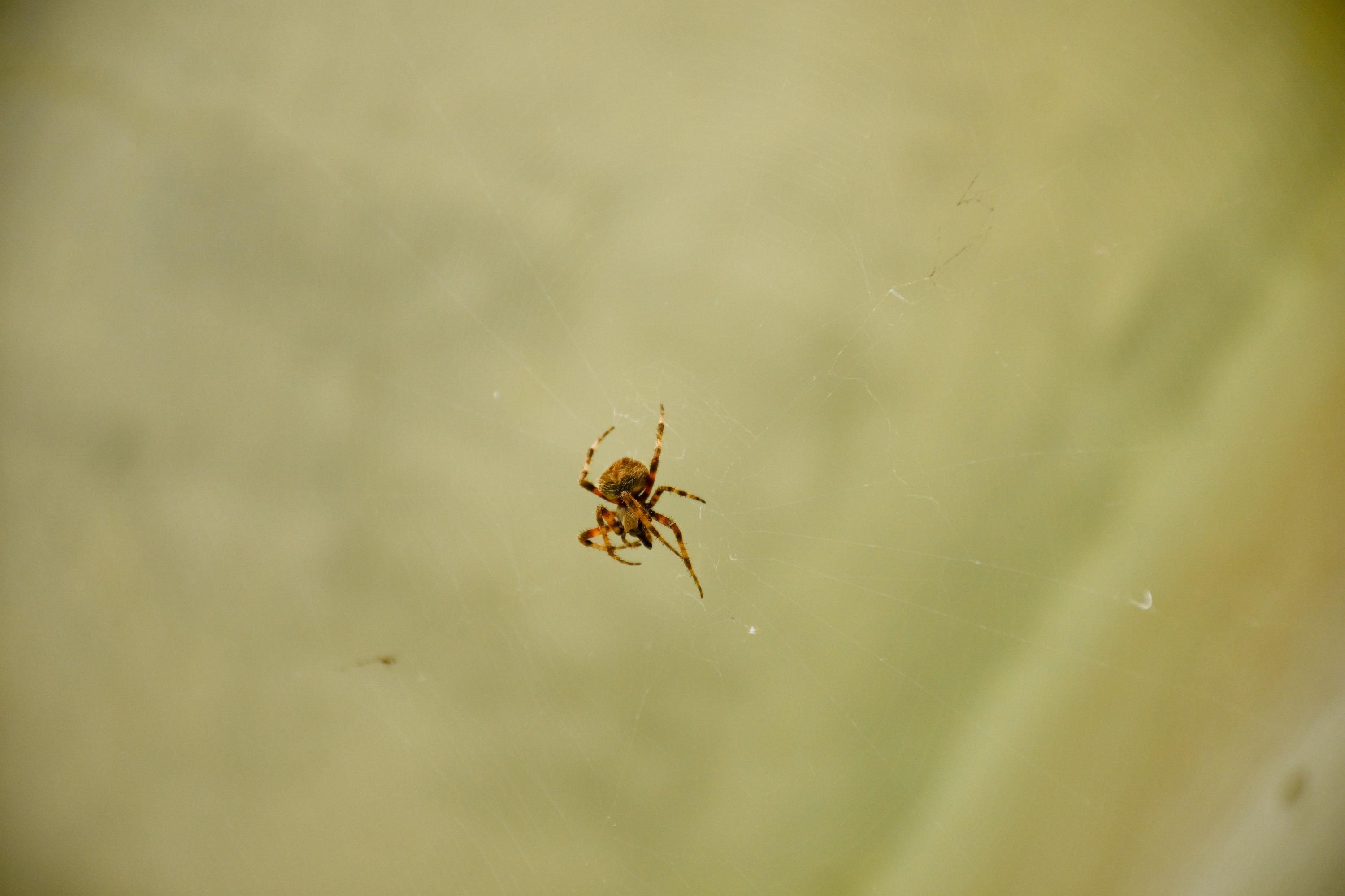 Павуків на городі більшее не буде - дієві засоби, які відлякують павуків Павуків на городі більшее не буде - дієві засоби, які відлякують павуків