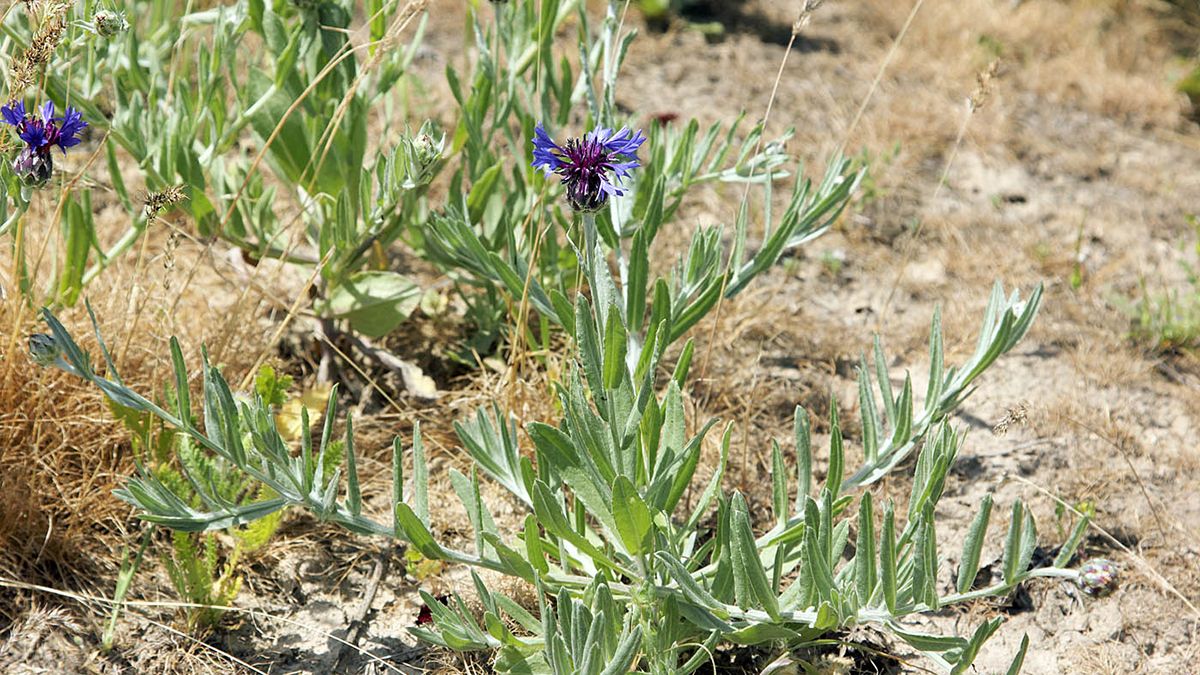Сорняк можно легко уничтожить Сорняк можно легко уничтожить