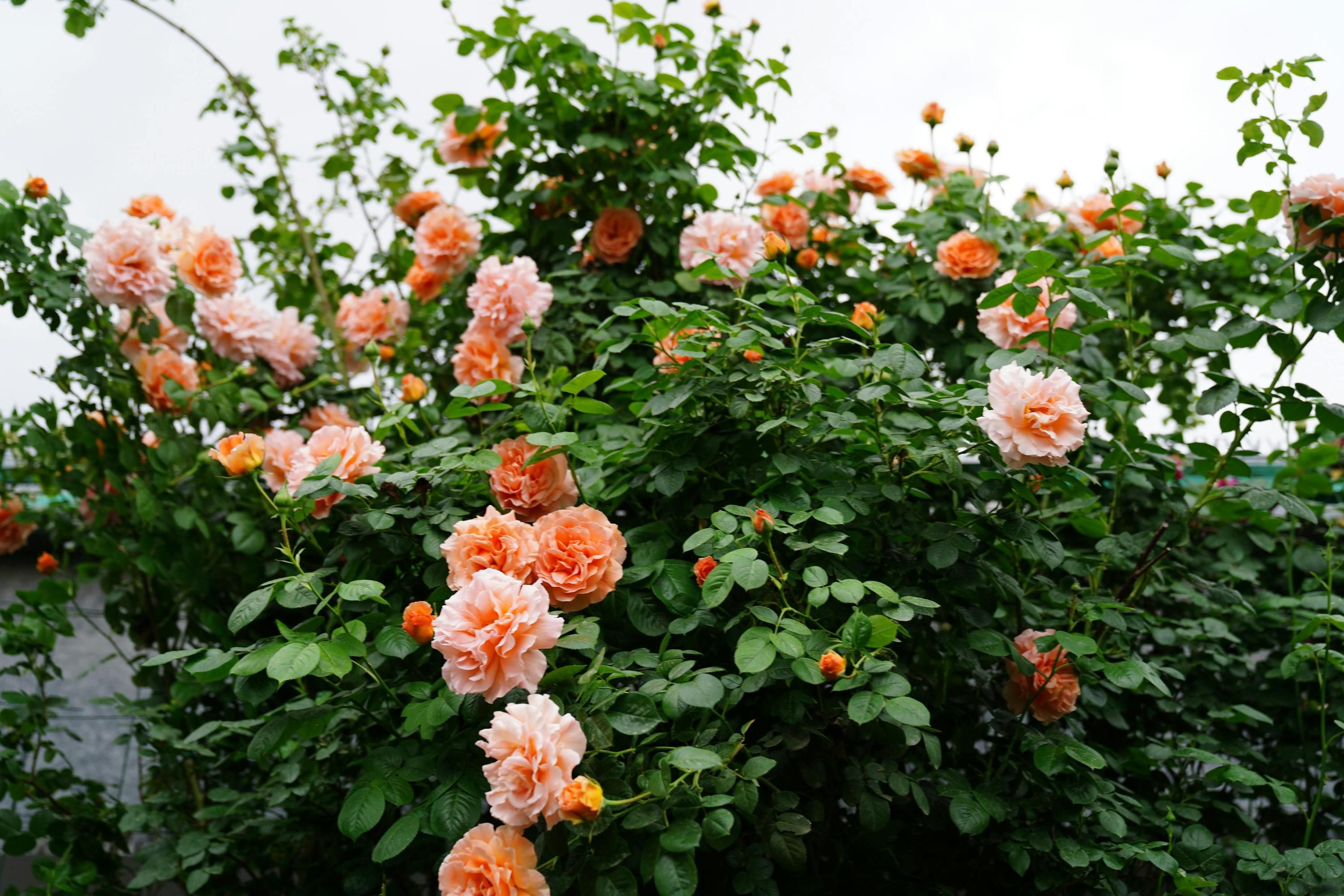 Растения могут получить солнечные ожоги Растения могут получить солнечные ожоги