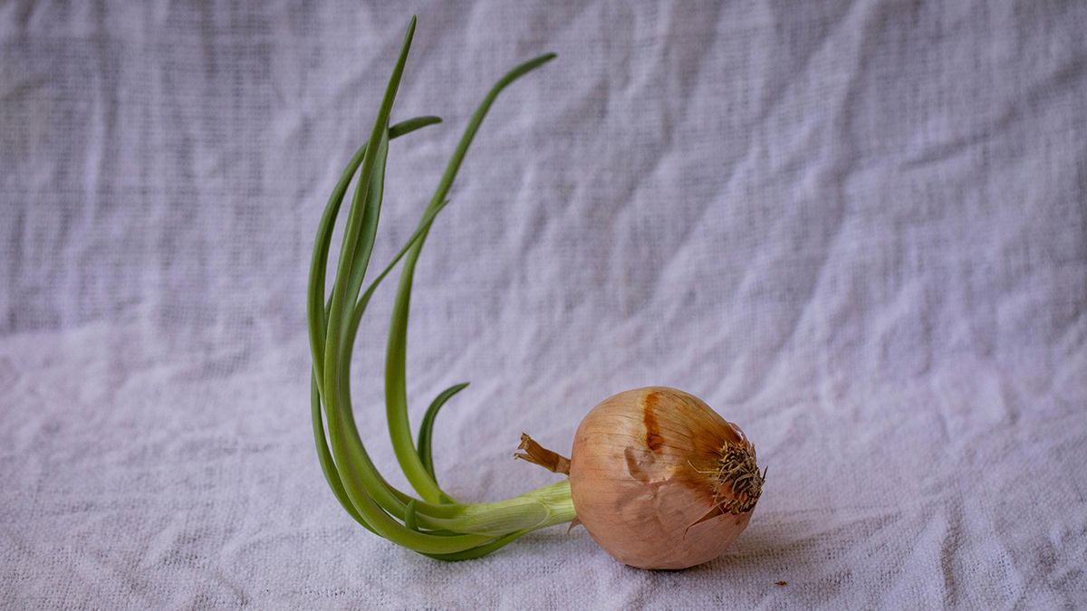 Лук надо держать подальше от одного овоща Лук надо держать подальше от одного овоща