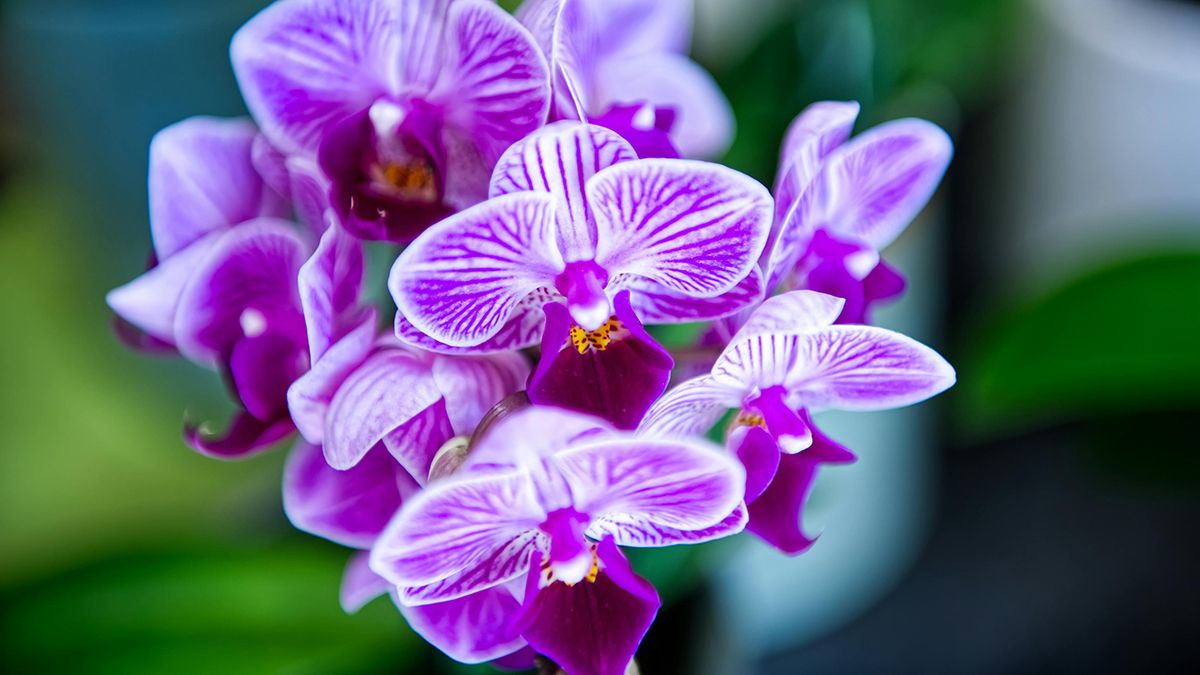 Орхидея начнет цвести лучше от домашнего удобрения Орхидея начнет цвести лучше от домашнего удобрения