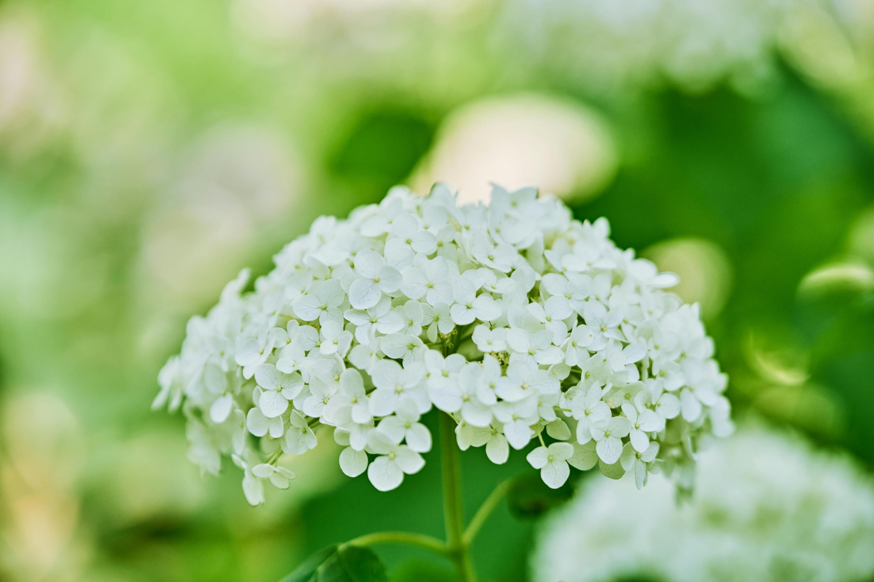 Багаторічники можна садити у серпні Багаторічники можна садити у серпні