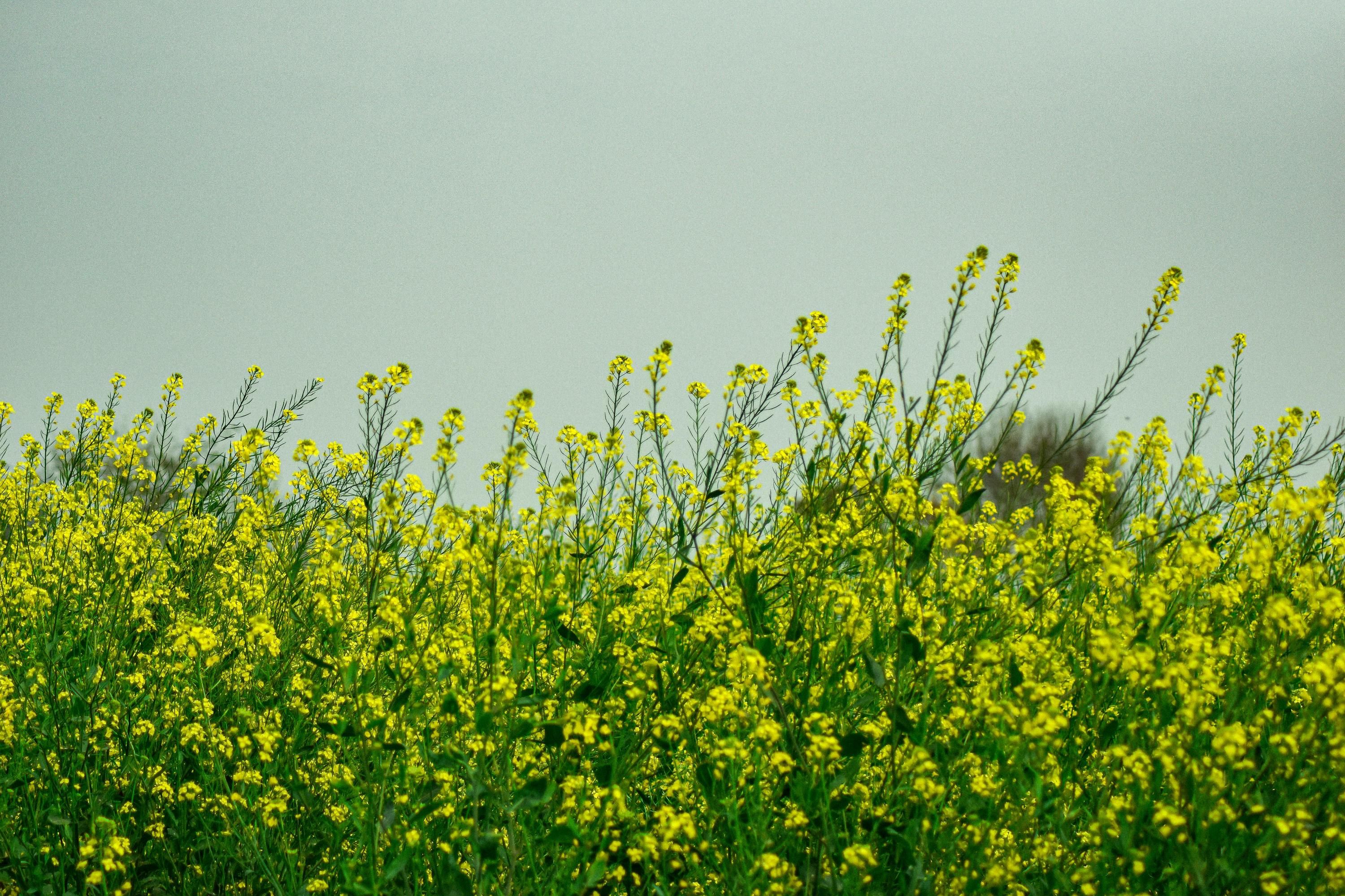 В серпні варто висаджувати сидерати В серпні варто висаджувати сидерати