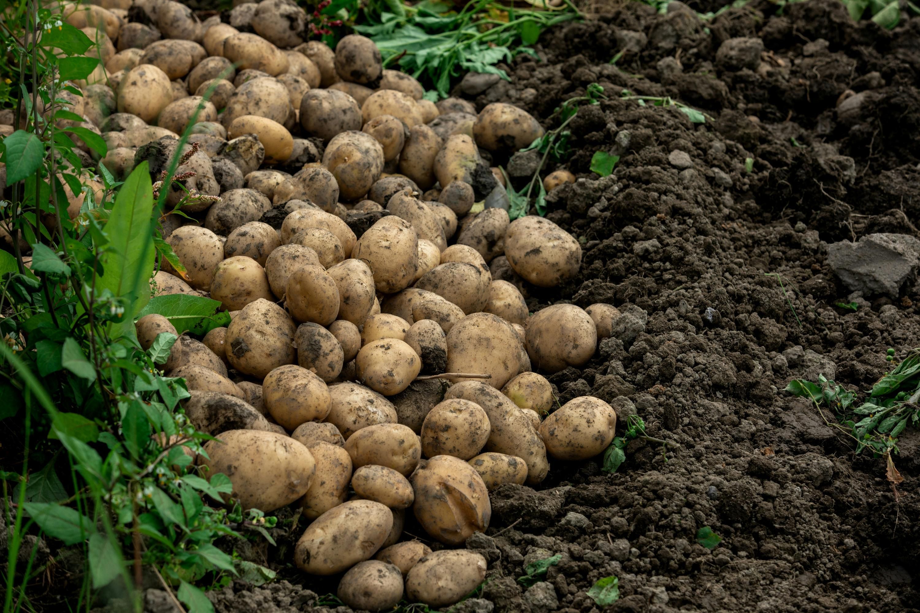 Копання картоплі - як та коли найкраще викопувати картоплю Копання картоплі - як та коли найкраще викопувати картоплю