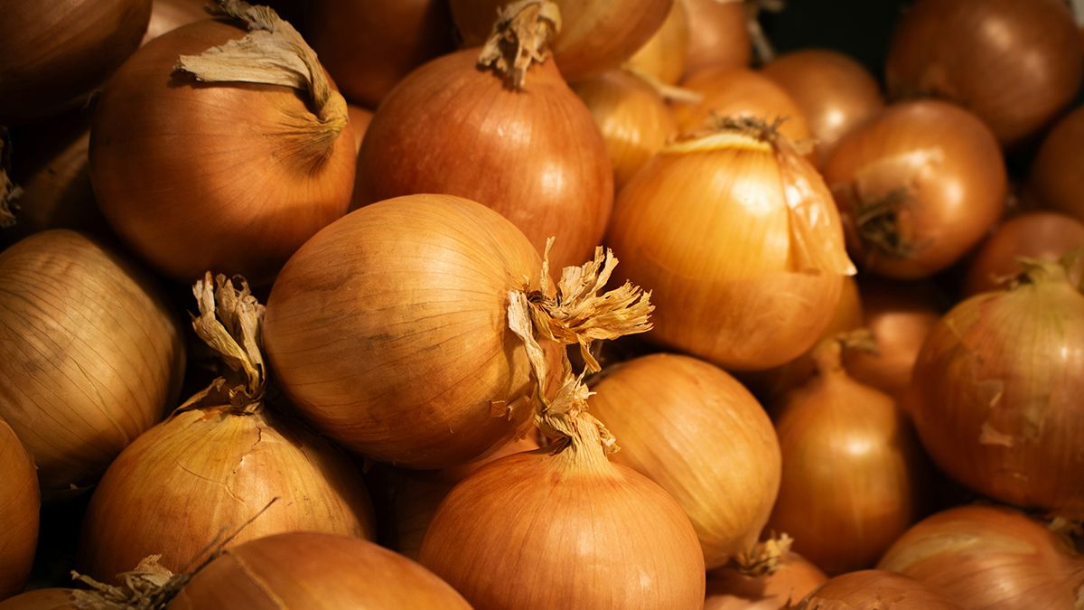 Найкращі дні для посадки цибулі Найкращі дні для посадки цибулі