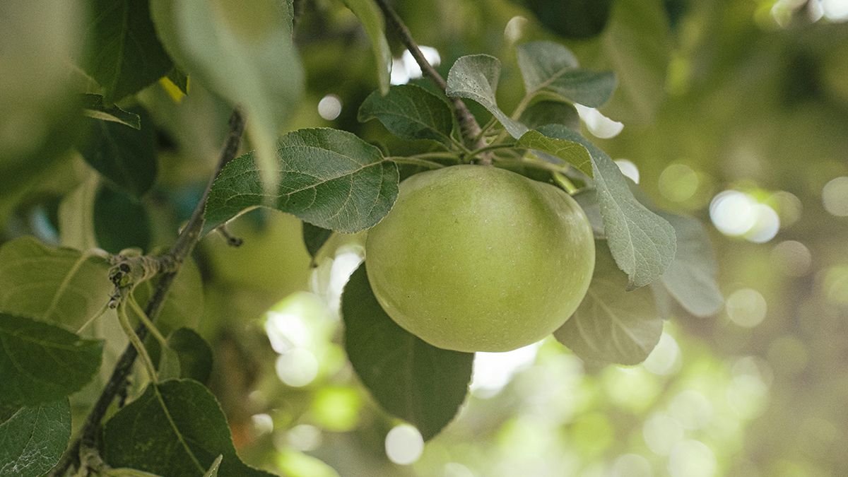 Найкращі сорти яблук Найкращі сорти яблук