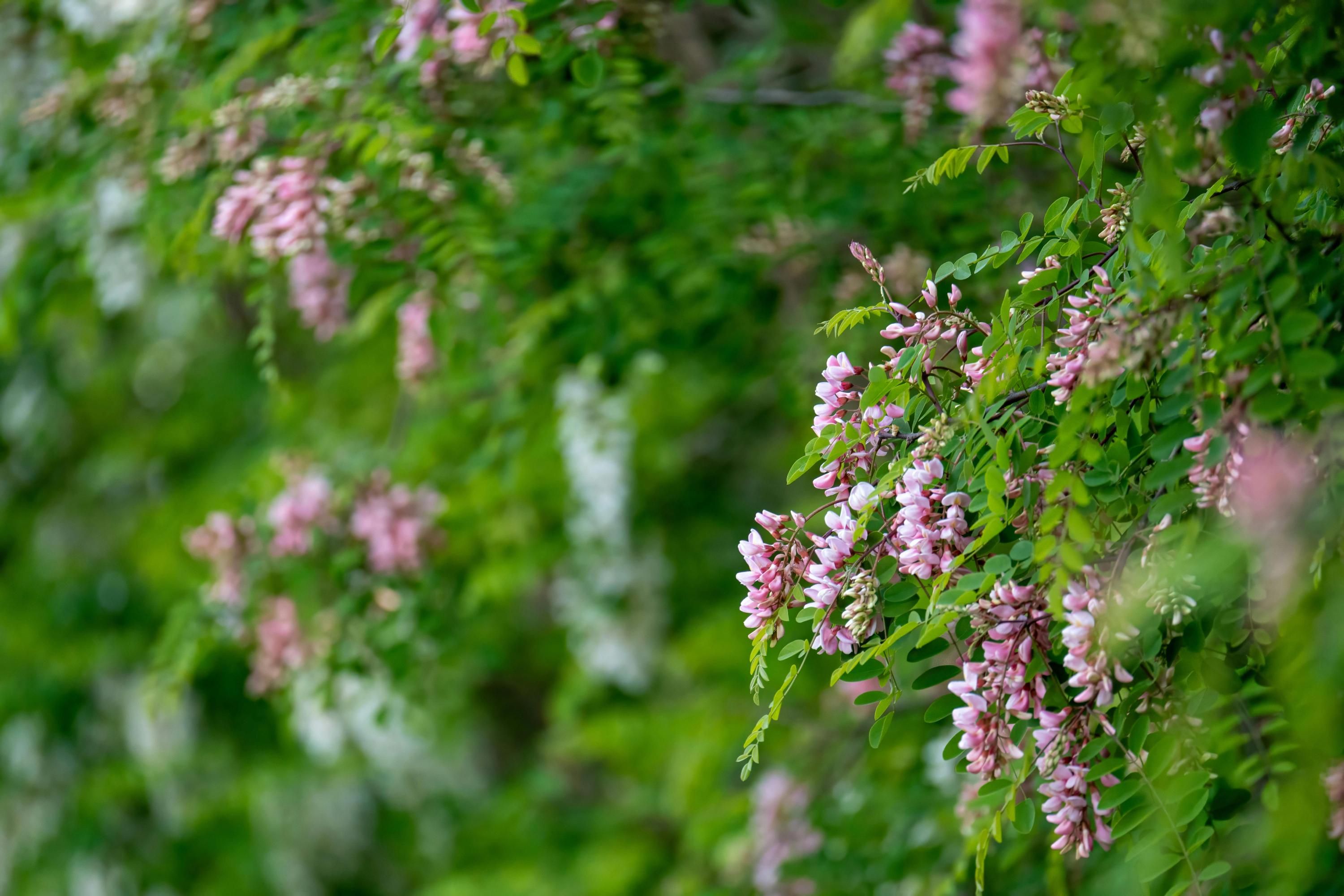Некоторые деревья растут очень быстро Некоторые деревья растут очень быстро