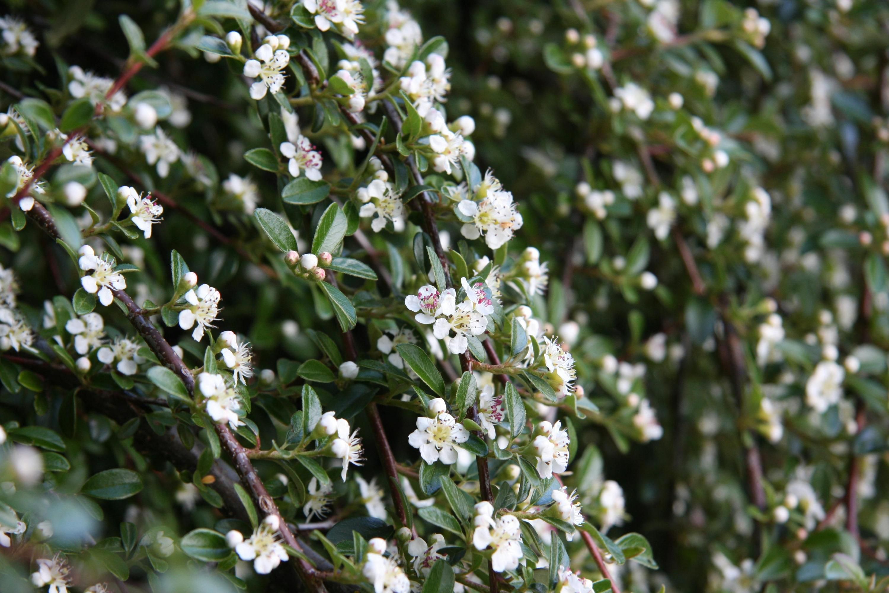 Некоторые растения нужно обрезать в августе Некоторые растения нужно обрезать в августе