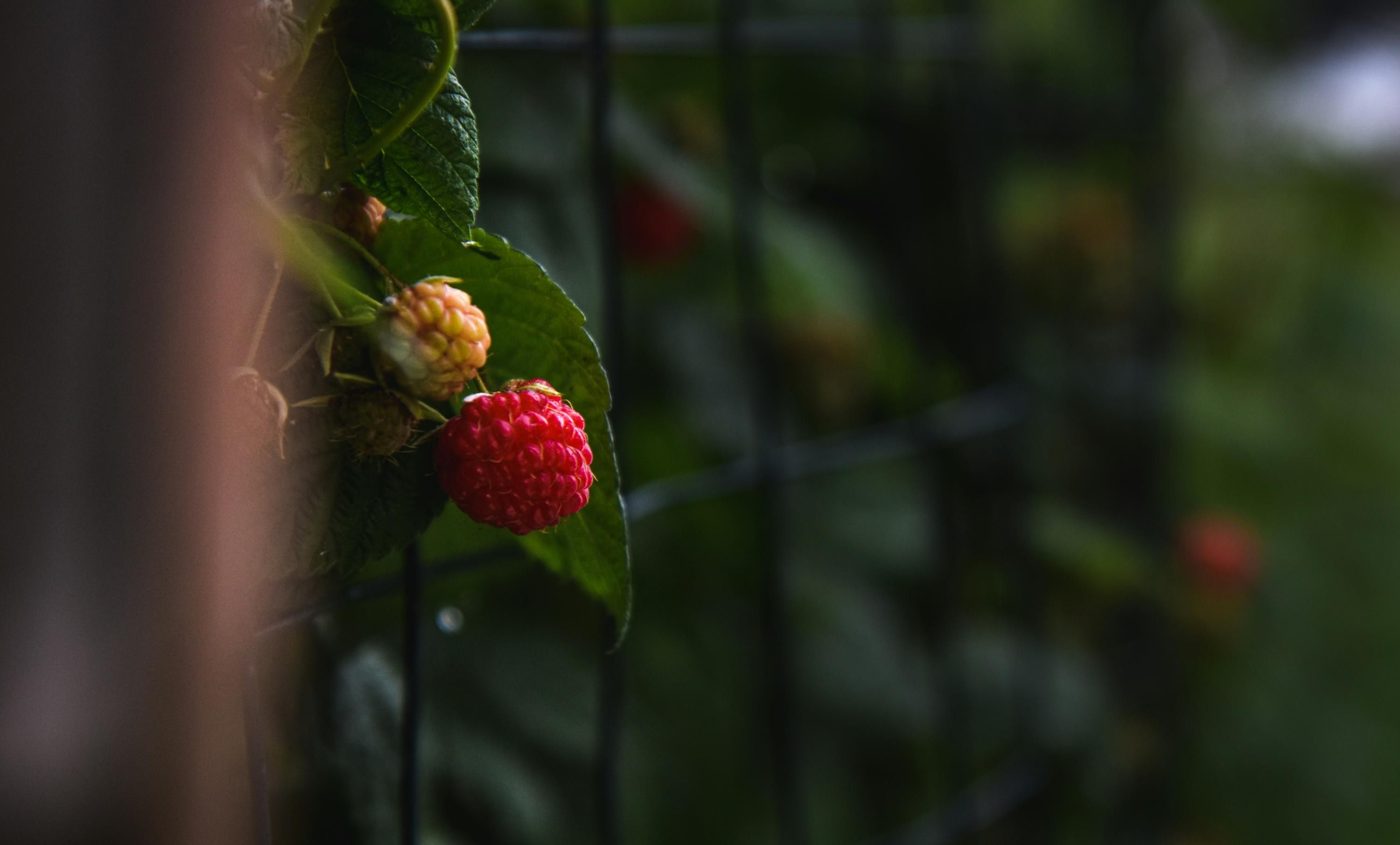 Догляд за малиною - що робити для щедрого врожаю Догляд за малиною - що робити для щедрого врожаю