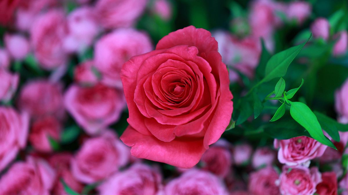 Подготовка роз к зиме Подготовка роз к зиме