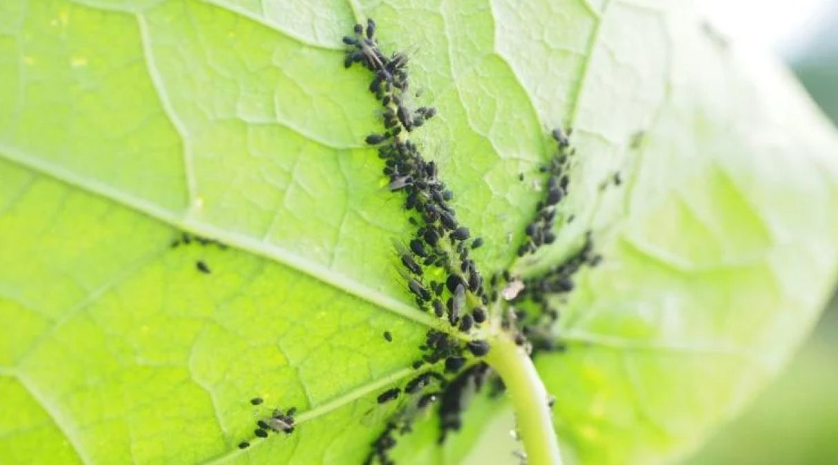 Найкращий розчин для попелиці Найкращий розчин для попелиці