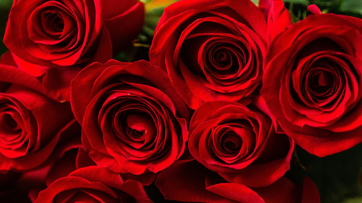 Жизнь роз можно продлить Жизнь роз можно продлить