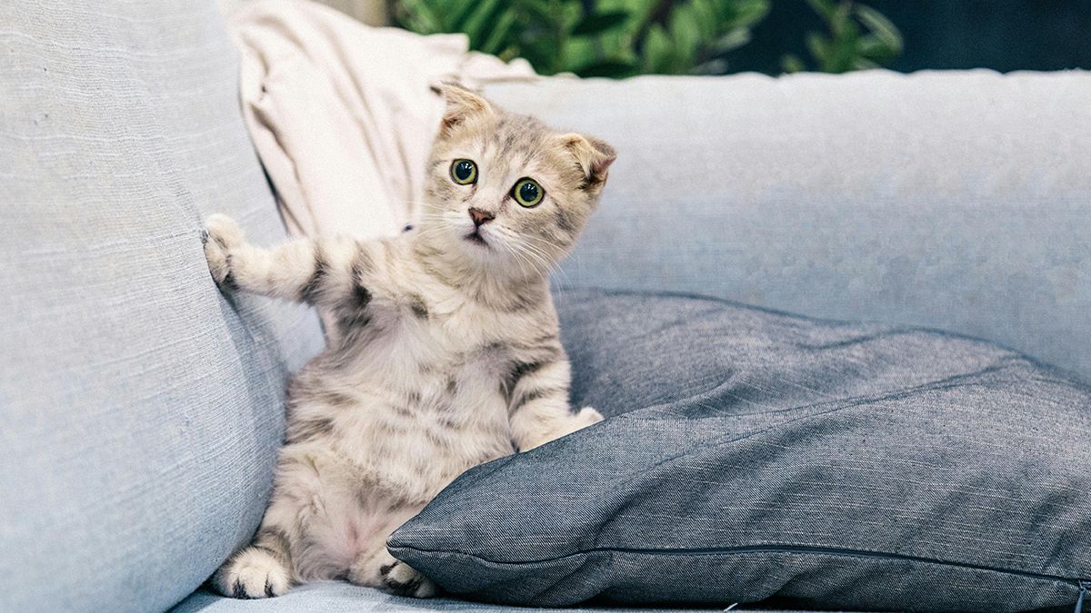 Растения, которые являются ядовитыми для кошек