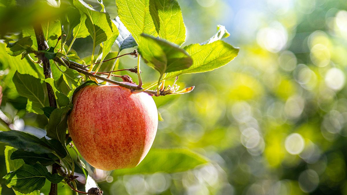 Лучшее время для сбора яблок на зиму Лучшее время для сбора яблок на зиму