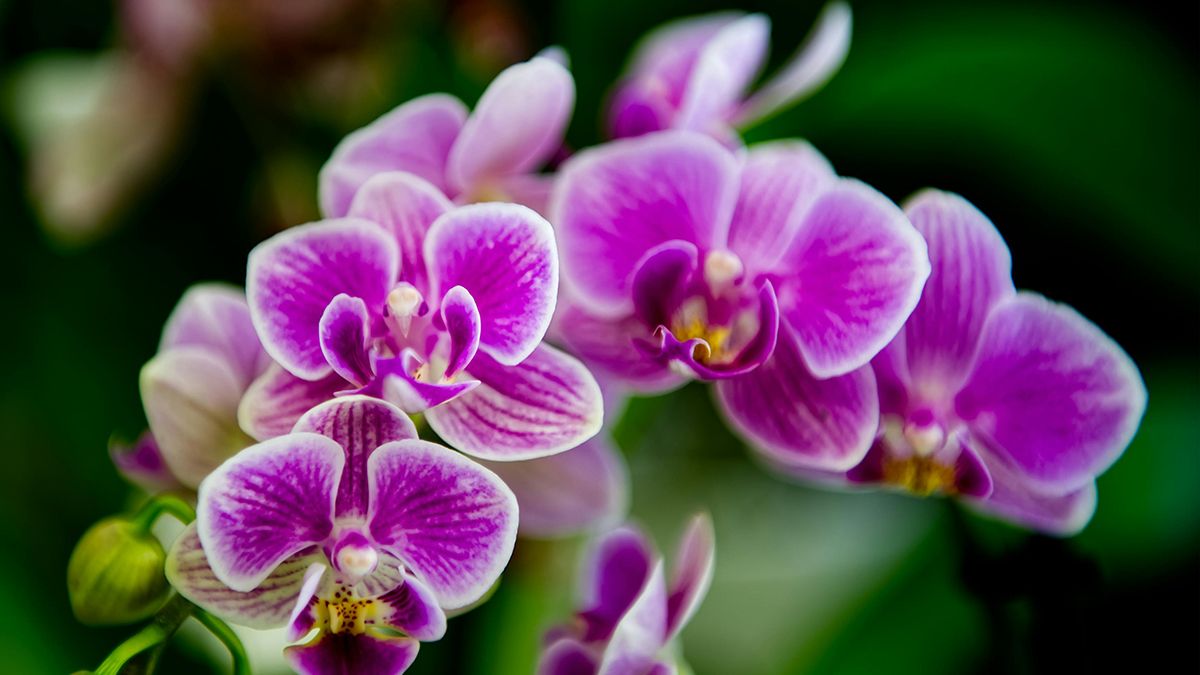 Советы для цветения орхидеи Советы для цветения орхидеи