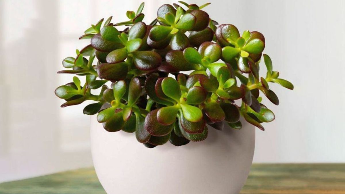 Помилки з грошовим деревом Помилки з грошовим деревом