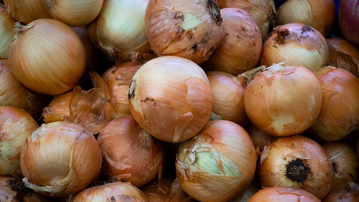 Коли можна збирати цибулю на зиму Коли можна збирати цибулю на зиму
