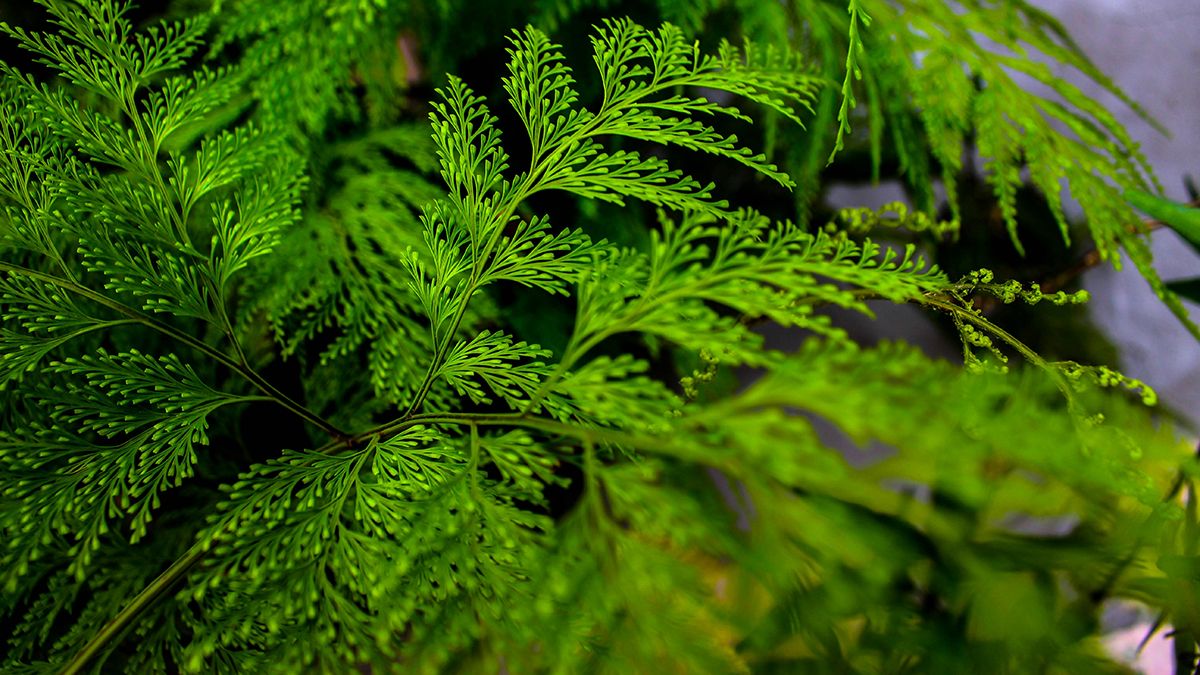 По приметам, тую нельзя сажать возле дома По приметам, тую нельзя сажать возле дома