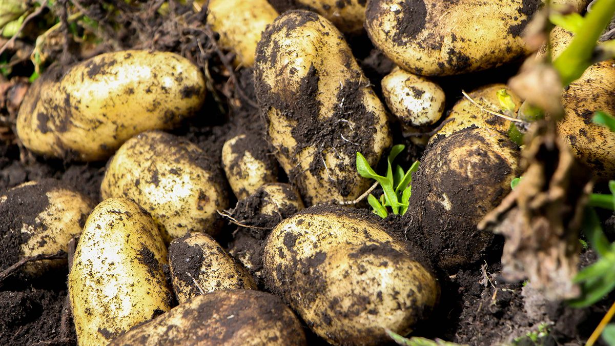 Після викопування картоплі ділянку треба засадити Після викопування картоплі ділянку треба засадити