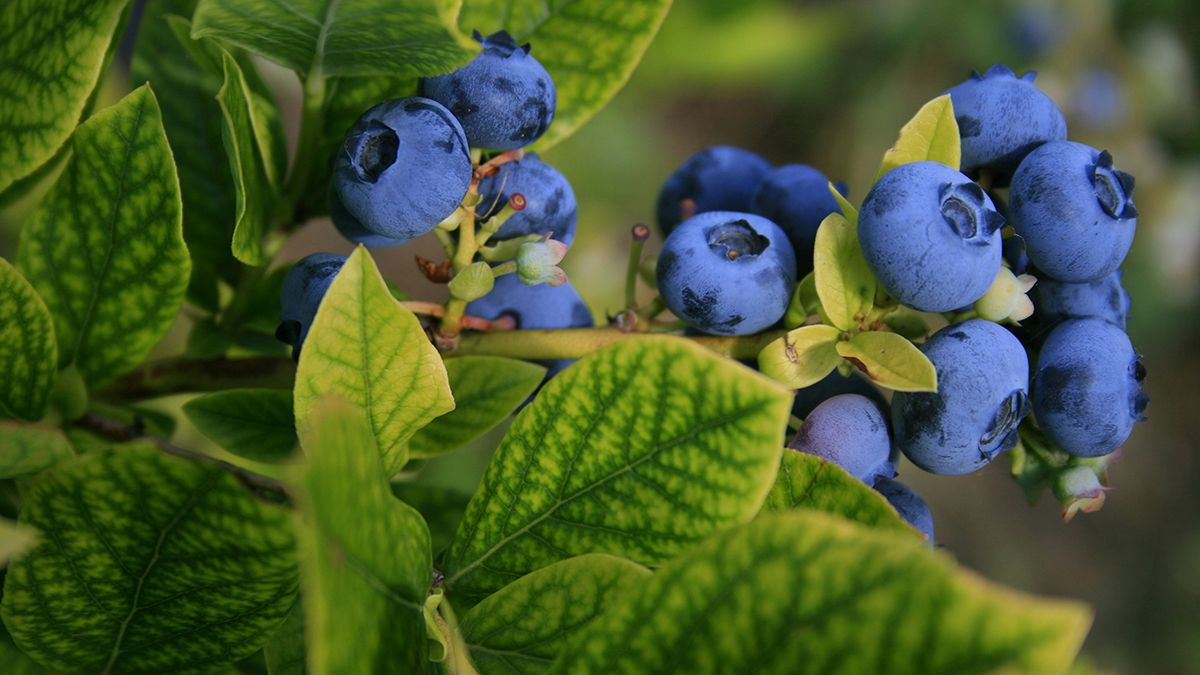 Догляд за лохиною у вересні Догляд за лохиною у вересні
