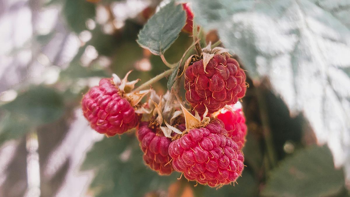 Список ягід, які можна посадити у вересні Список ягід, які можна посадити у вересні