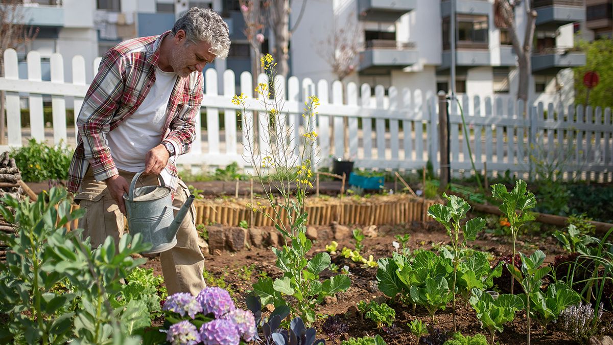 Підживлення для гортензії восени Підживлення для гортензії восени