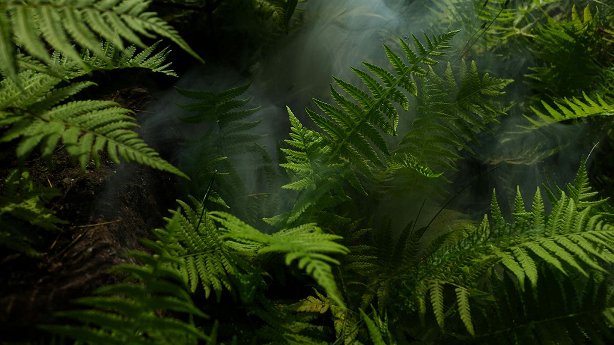 Какие растения можно посадить в тени Какие растения можно посадить в тени