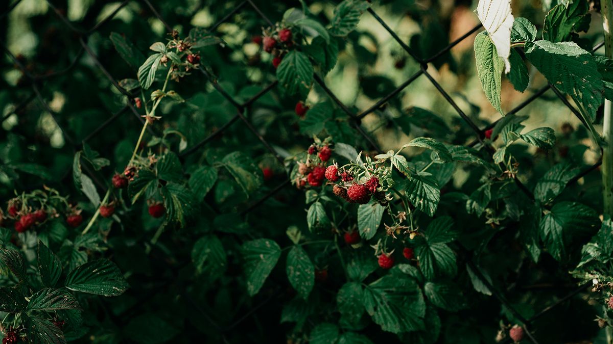 Малину потрібно посадити восени Малину потрібно посадити восени