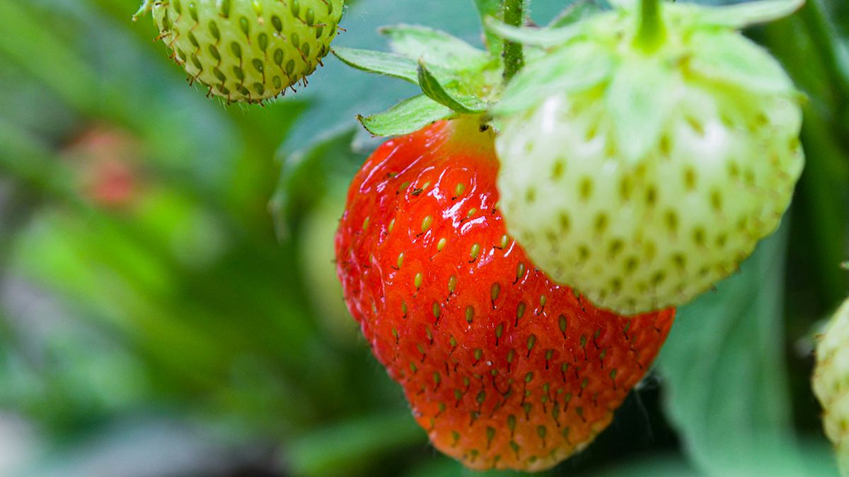 Правильна підготовка полуниці до зими Правильна підготовка полуниці до зими