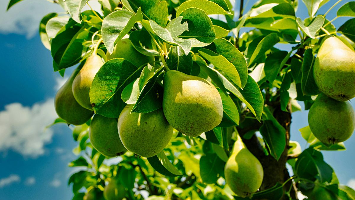 Названо погане сусідство з грушею Названо погане сусідство з грушею