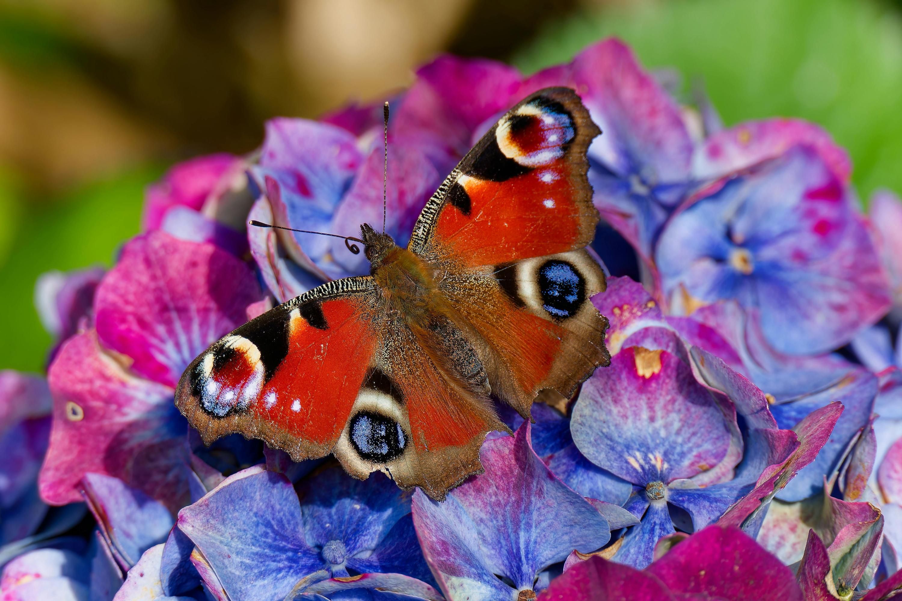 Цветение гортензий можно улучшить Цветение гортензий можно улучшить