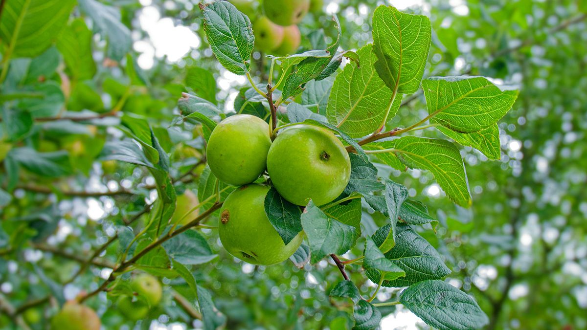 Порада, яка покращить ріст яблук Порада, яка покращить ріст яблук