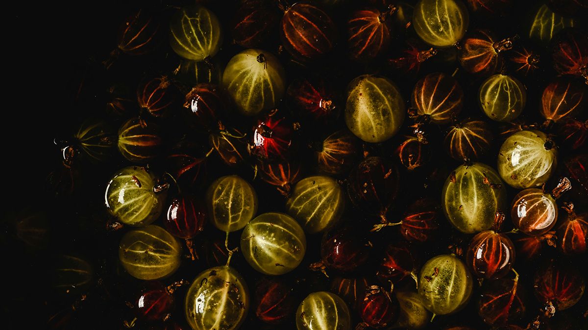 Основні поради посадки аґрусу восени Основні поради посадки аґрусу восени