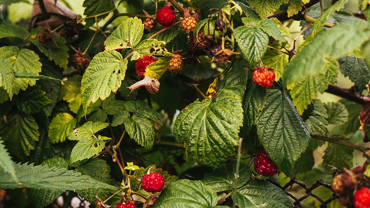 Советы по обрезке малины осенью Советы по обрезке малины осенью