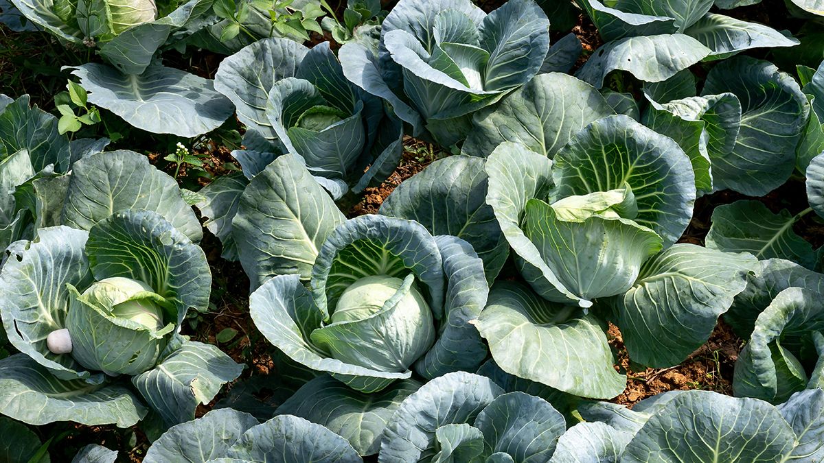 Поради для збору капусти Поради для збору капусти