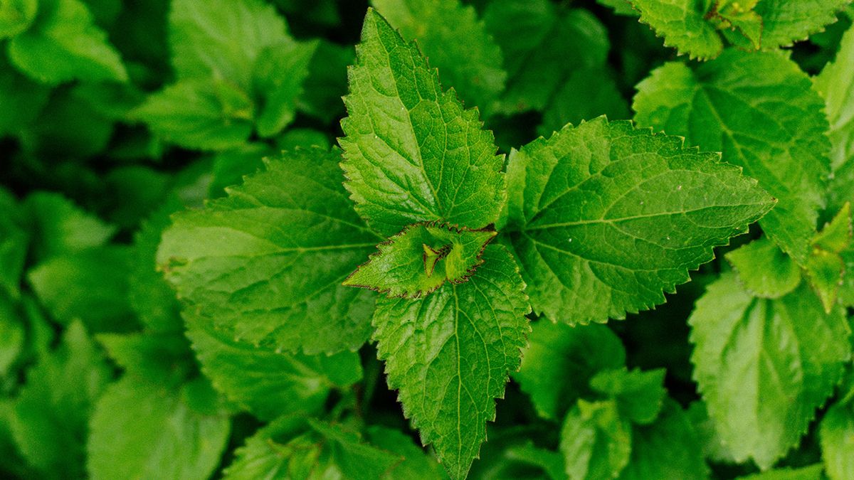 Рослини, які краще не садити на грядках Рослини, які краще не садити на грядках