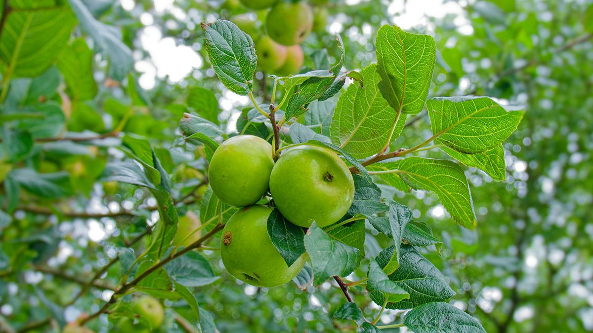 Плодові дерева потрібно збирати  Плодові дерева потрібно збирати