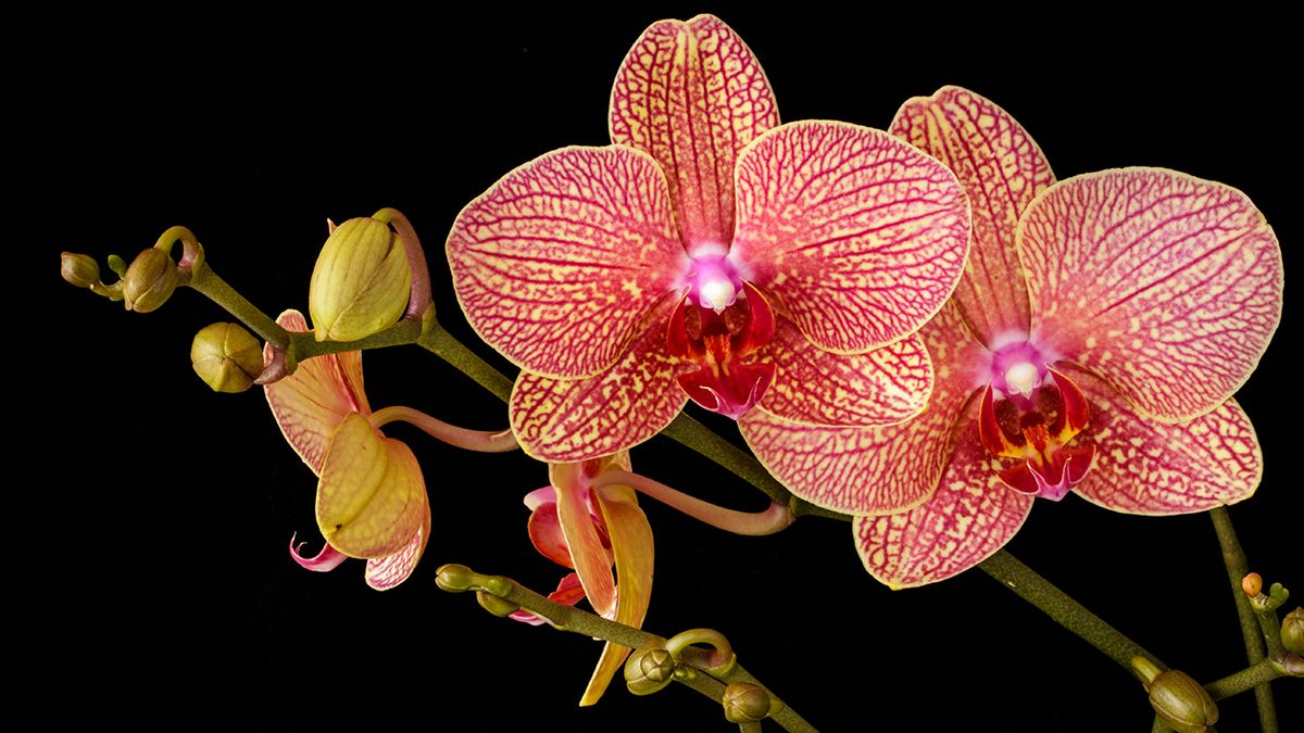 Домашние удобрения, которые помогут орхидее снова расти Домашние удобрения, которые помогут орхидее снова расти