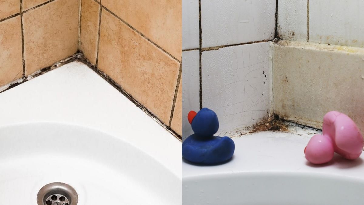 Плесень можно легко вывести Плесень можно легко вывести